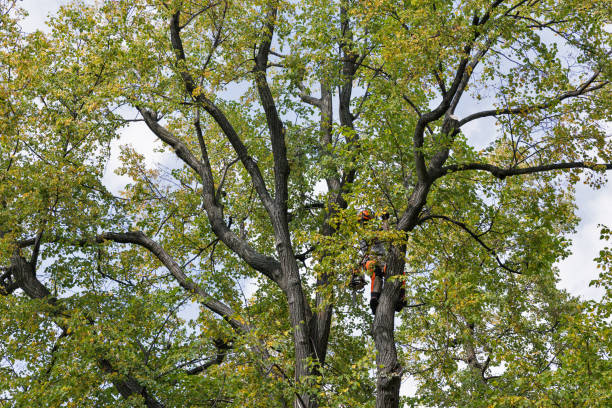 Best Tree Maintenance Programs  in Gladwin, MI